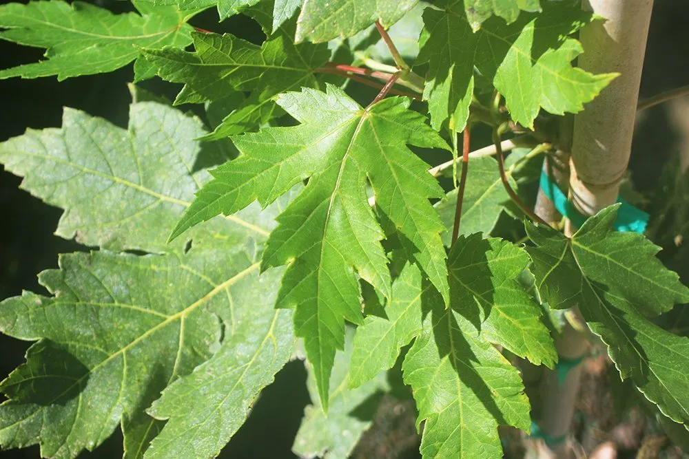 Autumn Blaze Maple Tree