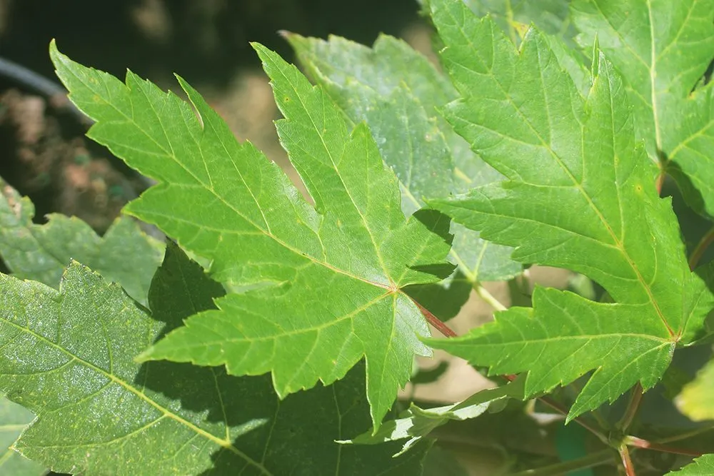 Autumn Blaze Maple Tree