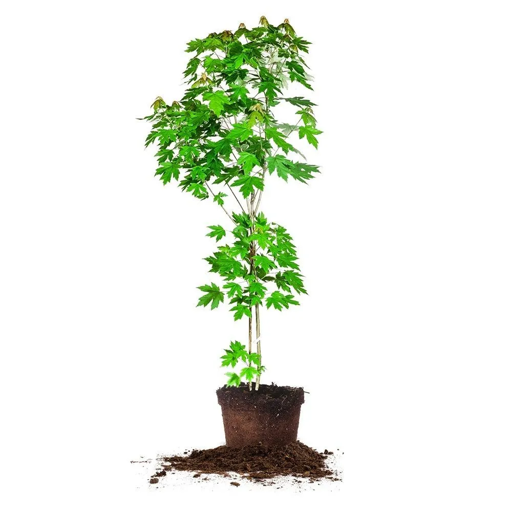 Autumn Blaze Maple Tree