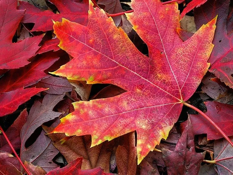 Autumn Blaze Maple Tree