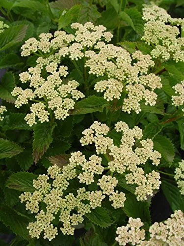 Blue Blaze™ Viburnum
